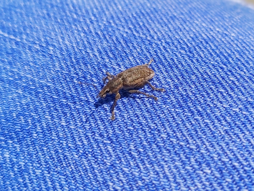 Tanymecus palliatus - közönséges hegyesfarúbarkó