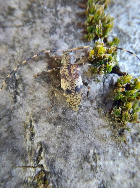 Leiopus nebulosus - öves gesztcincér
