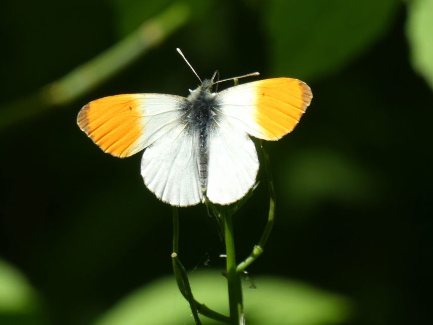 Anthocharis cardamines - hajnalpírlepke