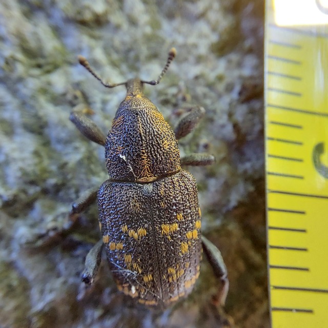 Hylobius abietis - nagy fenyvesormányos