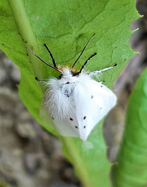 Diaphora mendica - felemás medvelepke