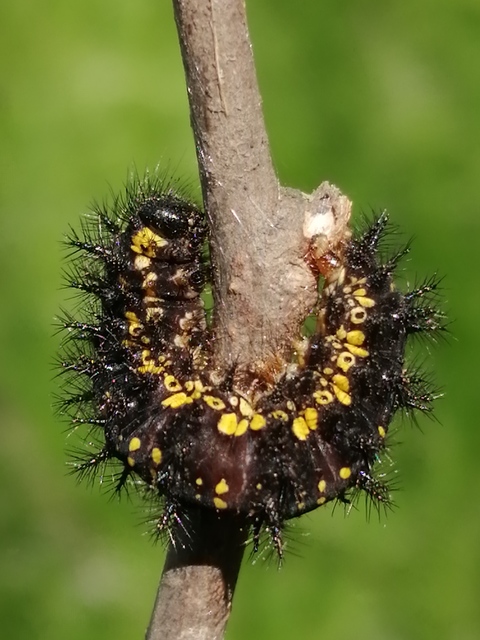 Euphydryas maturna - díszes tarkalepke