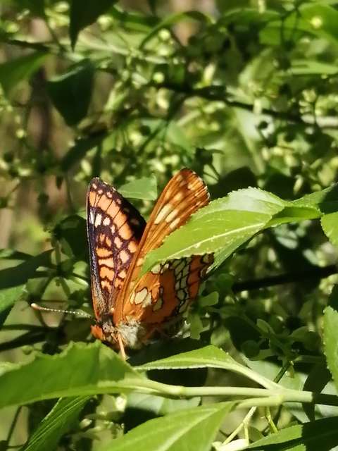 Euphydryas maturna - díszes tarkalepke