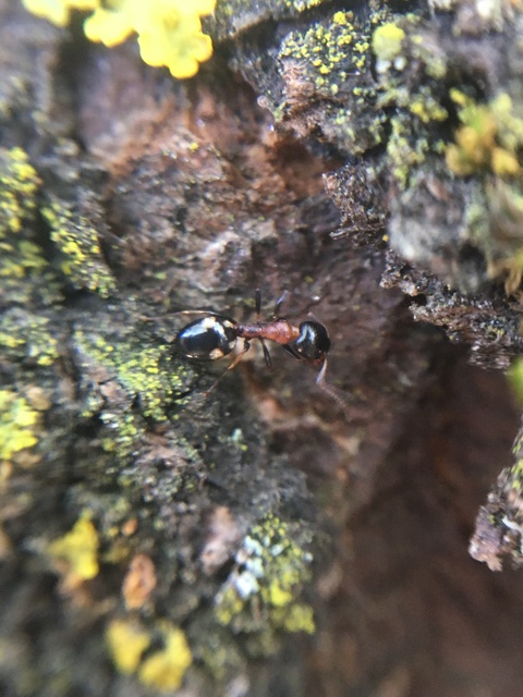 Dolichoderus quadripunctatus - négypettyes erdeihangya