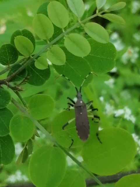 Dicranocephalus albipes - kutyatej-karimáspoloska