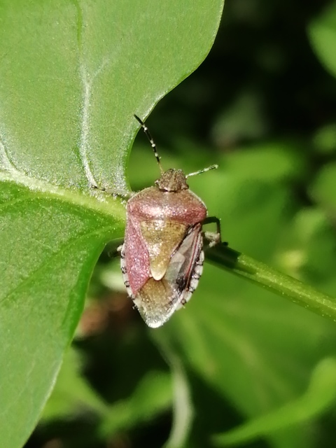 Dolycoris baccarum - közönséges bogyómászó-poloska