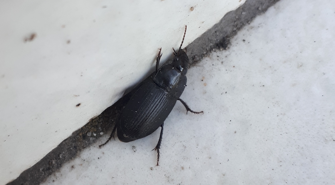 Harpalus serripes - fekete lomhafutó