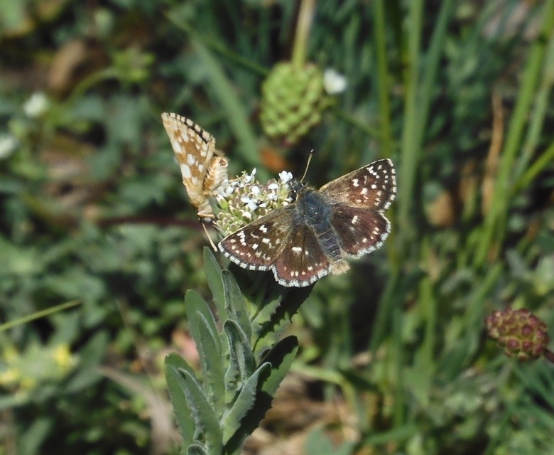 Spialia orbifer - törpe busalepke