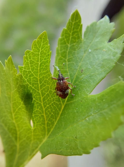 Anthonomus pedicularius - galagonya-bimbólikasztó