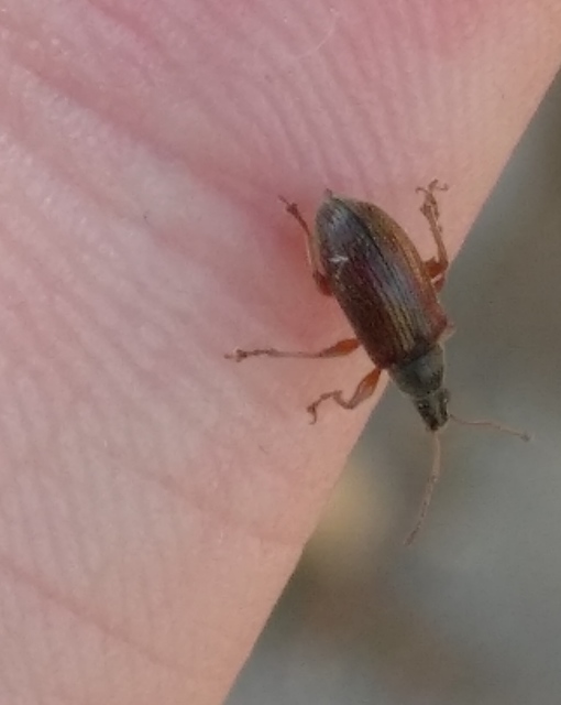 Phyllobius oblongus - közönséges levélormányos