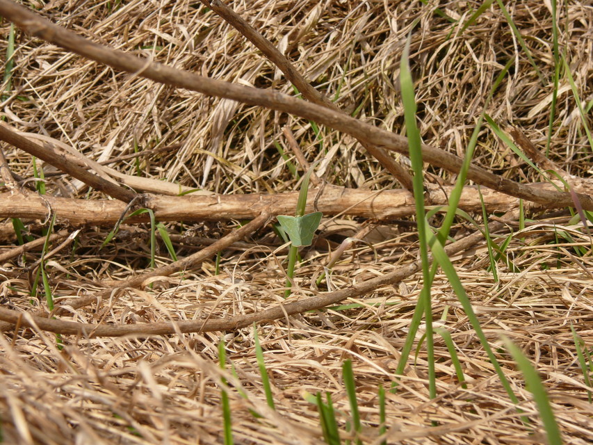 Chlorissa viridata - üdezöld araszoló
