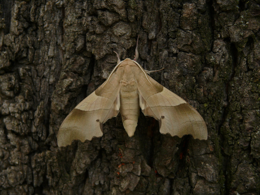 Marumba quercus - tölgyfaszender