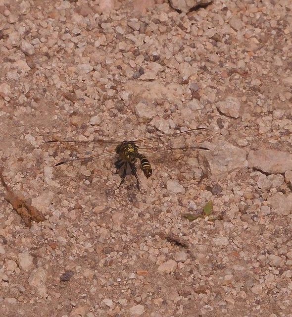 Onychogomphus forcipatus - gyűrűs folyami-szitakötő