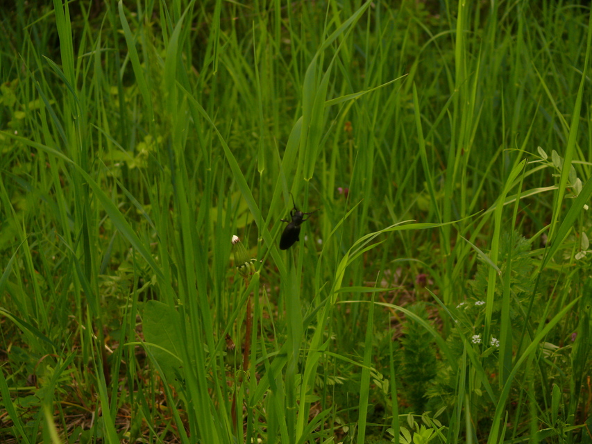 Dorcadion aethiops - fekete gyalogcincér