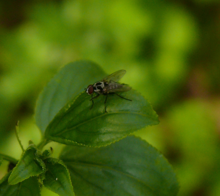 Anthomyia procellaris