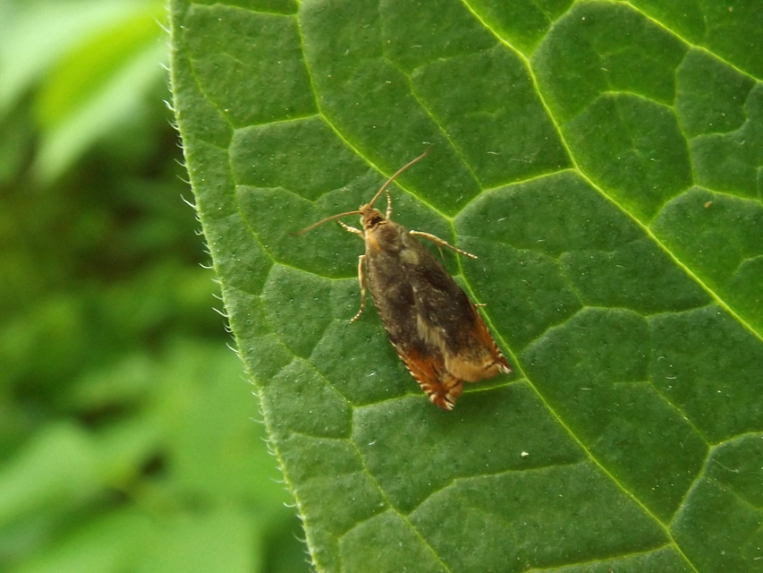 Ancylis upupana - szilsodró horgasmoly