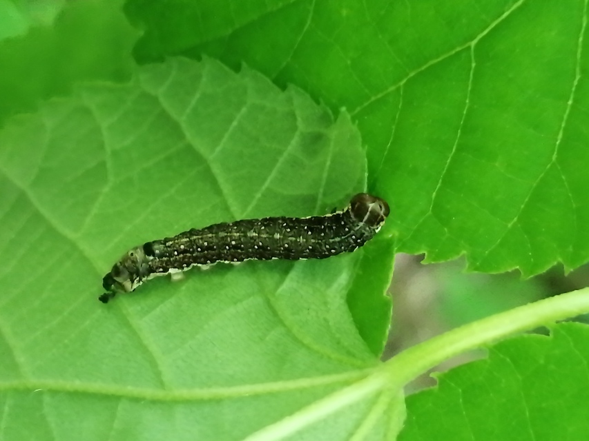 Tiliacea citrago - citromszínű sárgabagoly