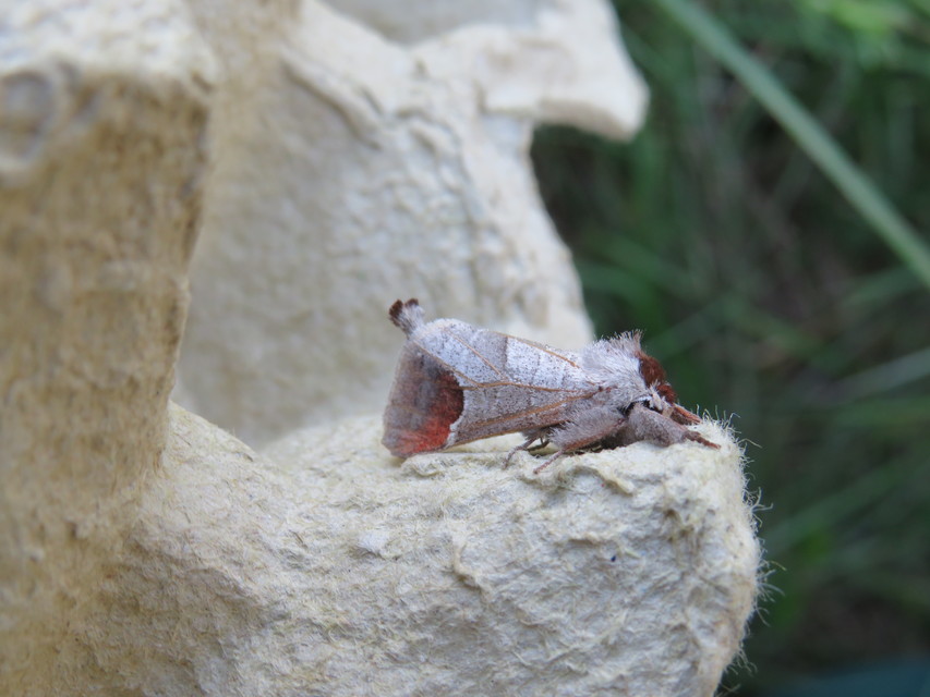 Clostera curtula - rövidszárnyú levélszövő