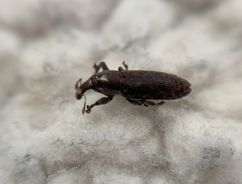 Lixus cinerascens - hamvas dudvabarkó