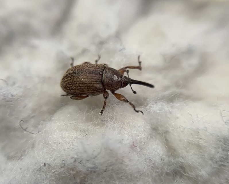 Rhinusa asellus - szőrcsillagos ökörfarkkóró-ormányos