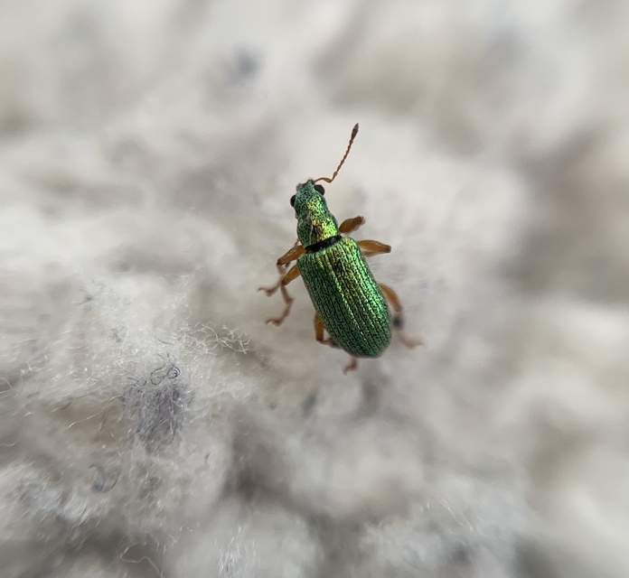 Polydrusus impressifrons - selymeszöld lombormányos