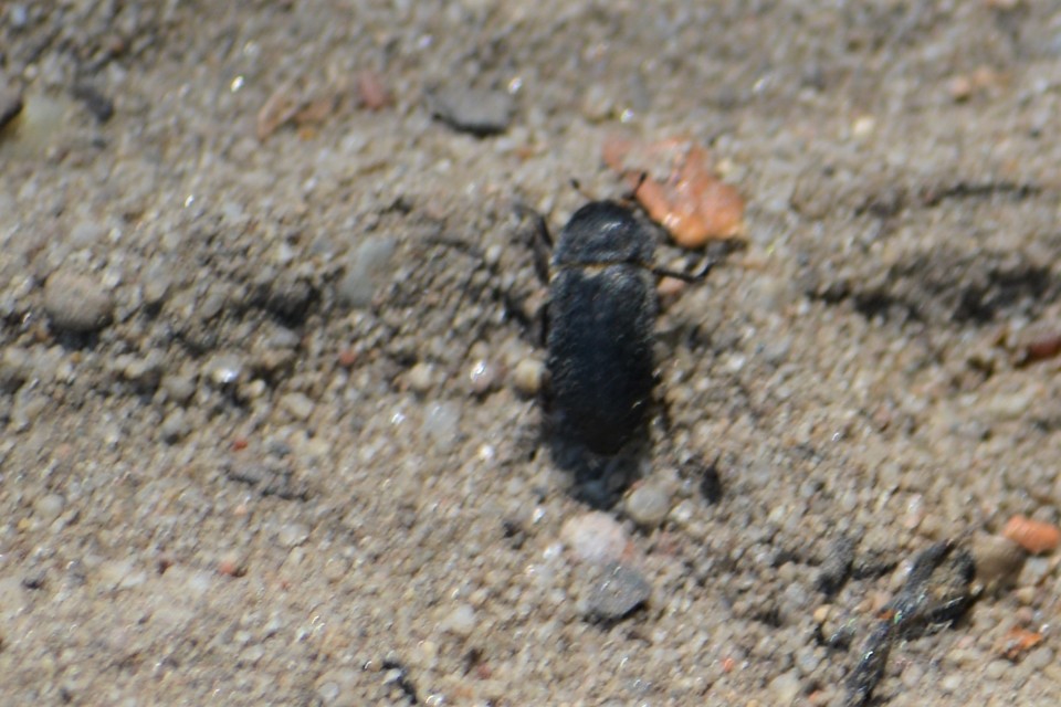 Dermestes laniarius - gyászos porva