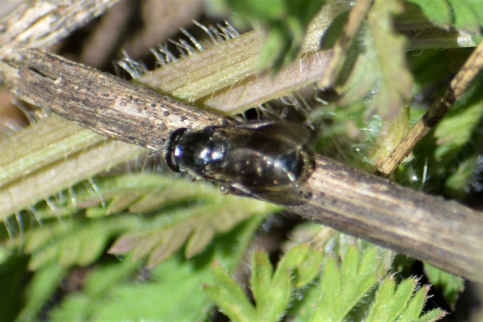 Cheilosia