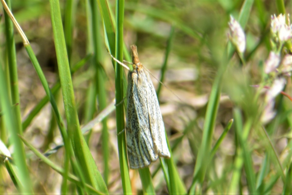Thisanotia chrysonuchella - tavaszi fűgyökérmoly