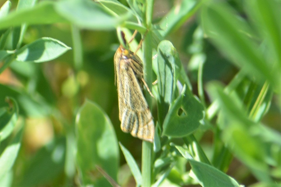 Thisanotia chrysonuchella - tavaszi fűgyökérmoly