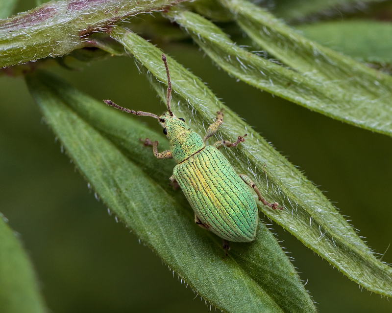 Phyllobius virideaeris - halványzöld levélormányos