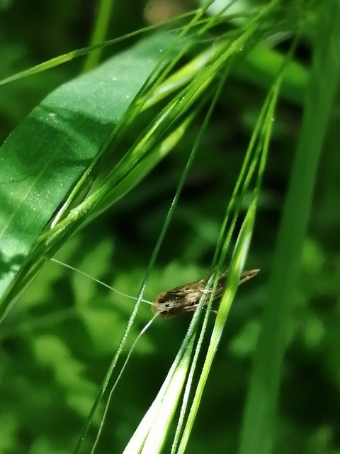 Nematopogon