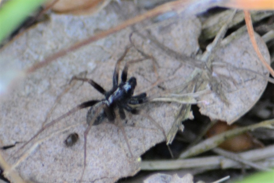Pardosa alacris/lugubris