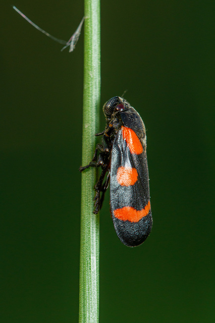 Cercopis