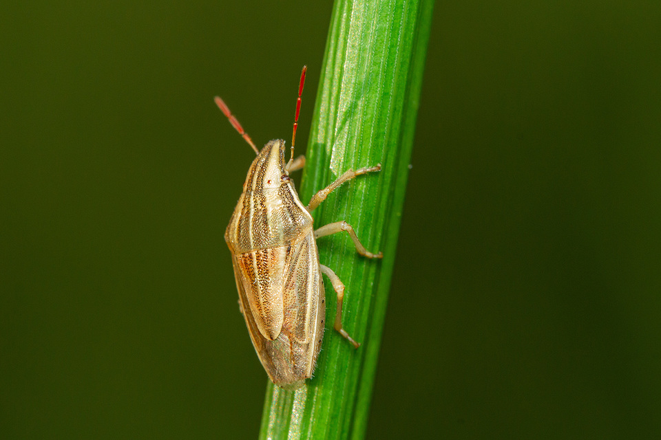 Aelia acuminata - közönséges szipolypoloska Aelia acuminata - közönséges szipolypoloska