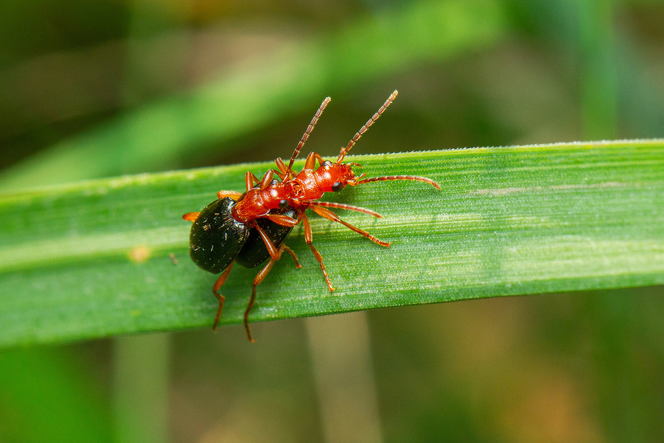 Brachinus