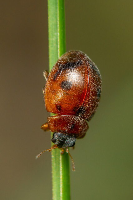 Cynegetis impunctata - pázsitfűböde