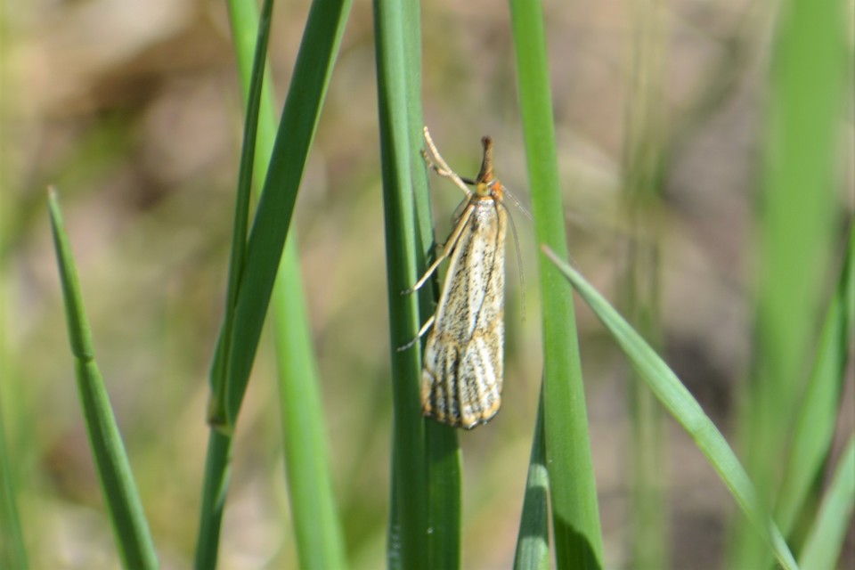 Thisanotia chrysonuchella - tavaszi fűgyökérmoly