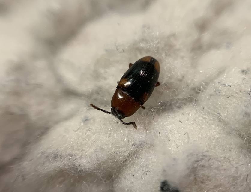 Combocerus glaber - földi tarbogár
