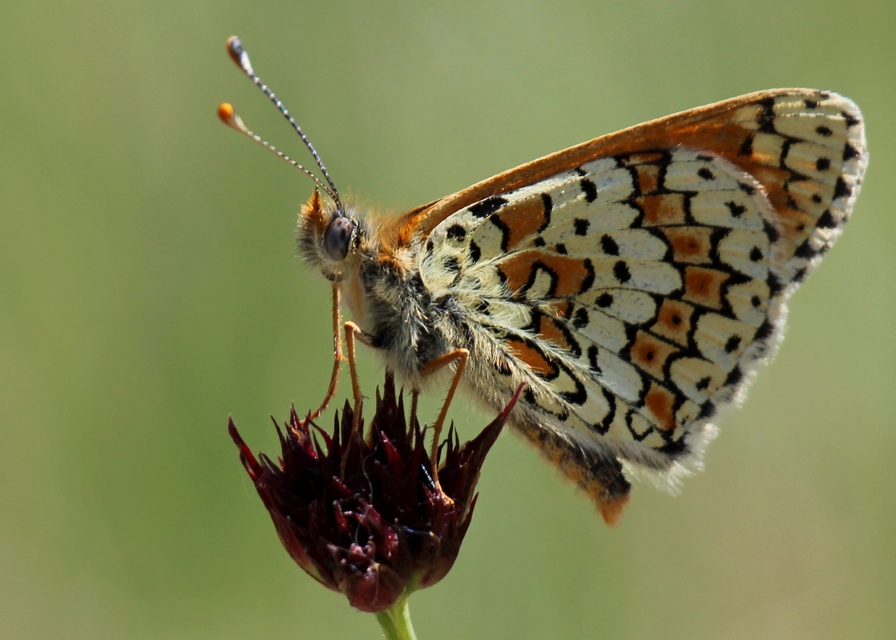 Melitaea cinxia - réti tarkalepke