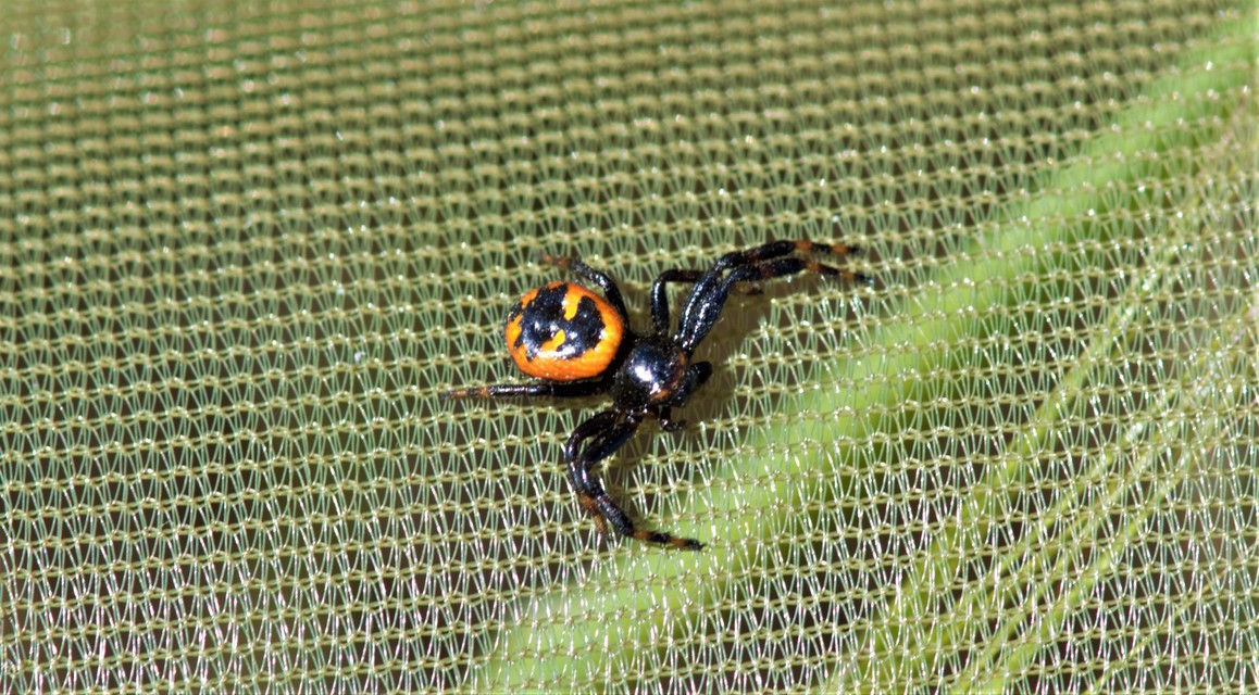 Synema globosum/ornatum
