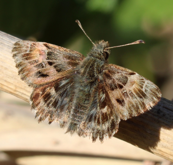 Carcharodus alceae - mályva-busalepke
