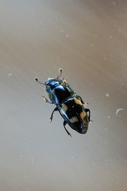 Glischrochilus quadrisignatus - amerikai fénybogár Glischrochilus quadrisignatus - amerikai fénybogár