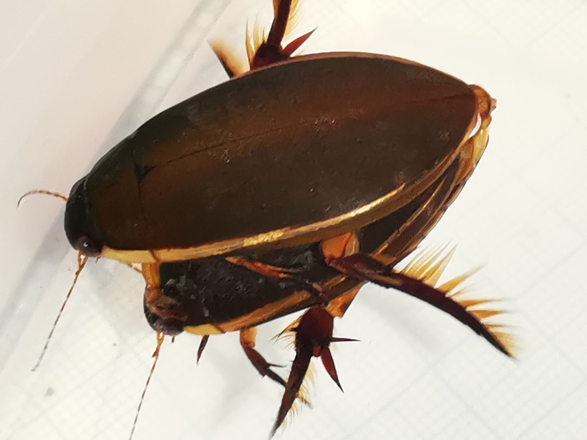 Cybister lateralimarginalis - nagy búvárbogár