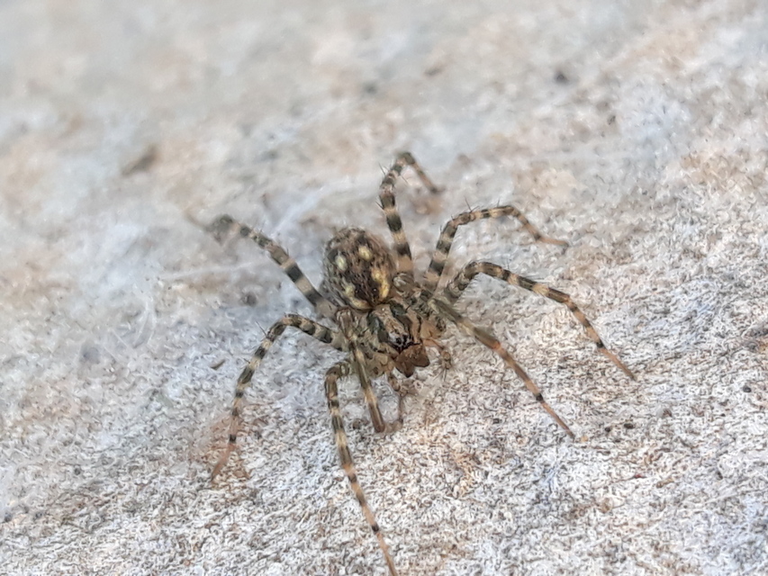 Tegenaria
