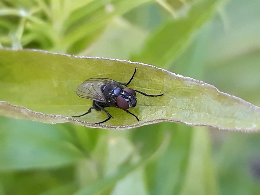 Hydrotaea
