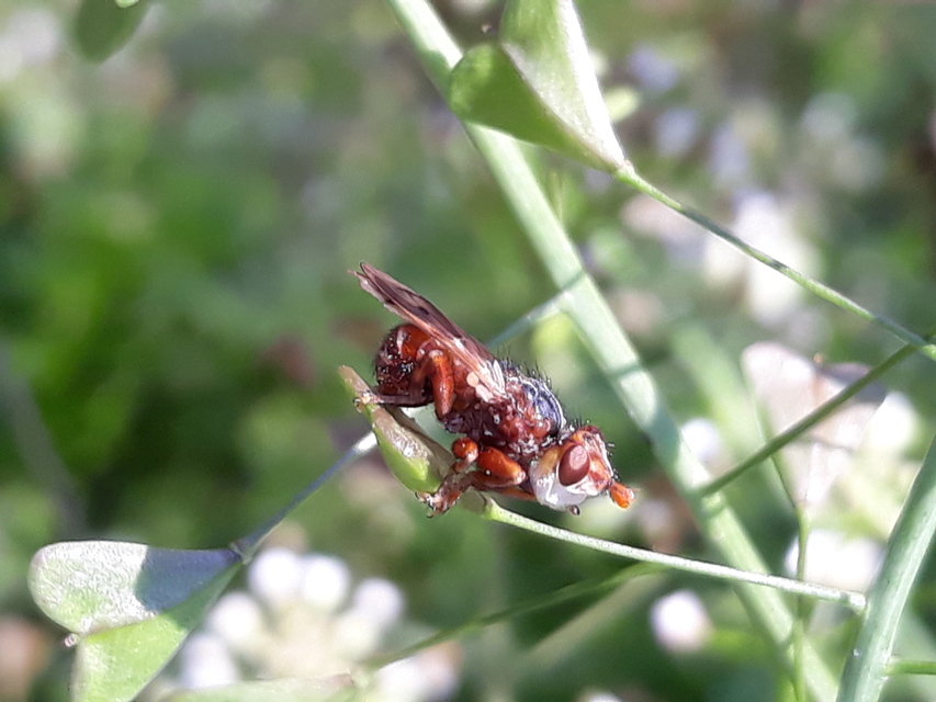 Myopa