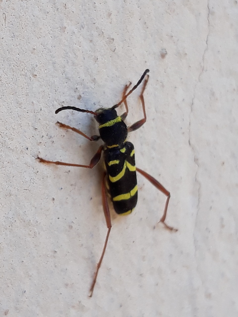 Clytus arietis - közönséges darázscincér