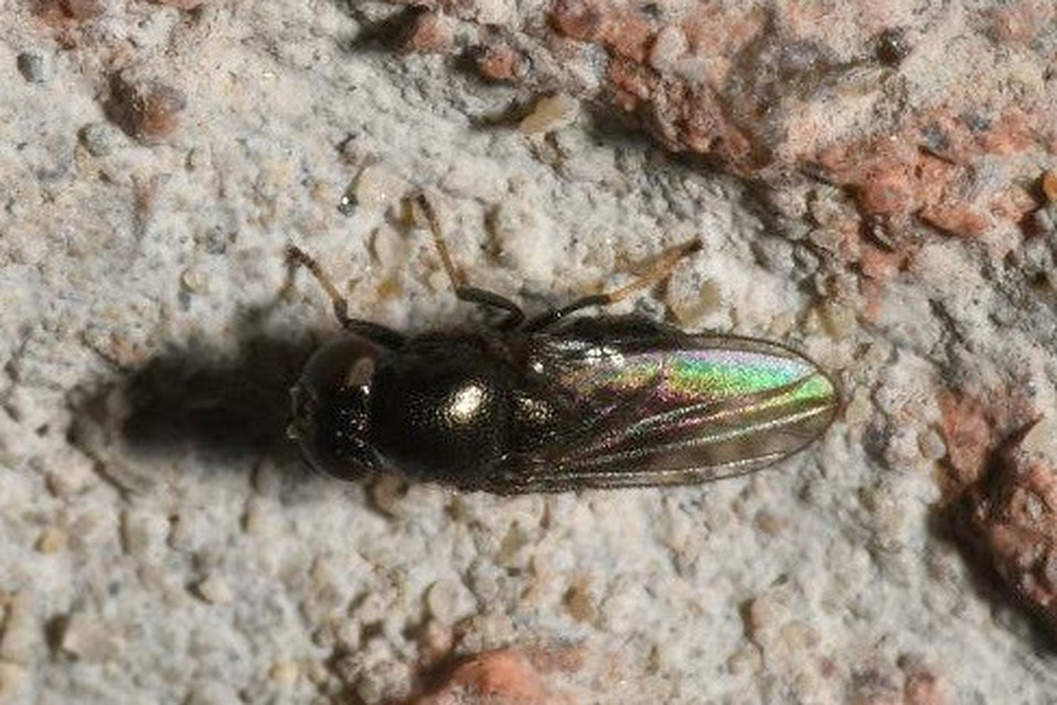 Chloropidae - gabonalegyek