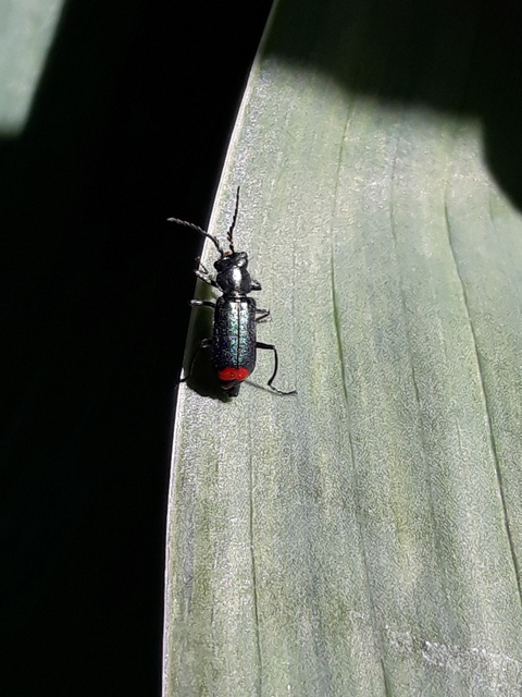 Malachius bipustulatus - kétfoltos bibircsesbogár