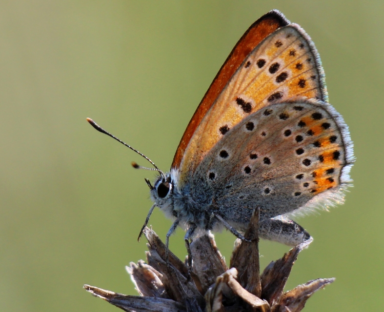 Lycaena thersamon - kis tűzlepke